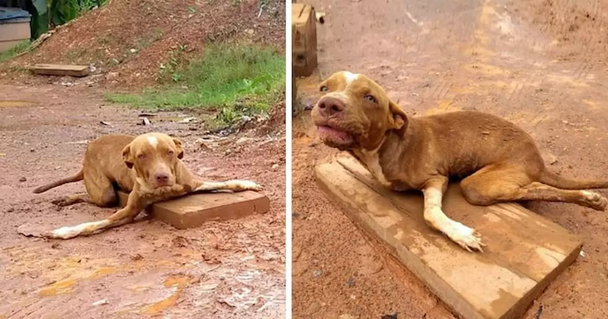 A disabled dog with crooked legs was heartlessly abandoned in front of a tire repair shop