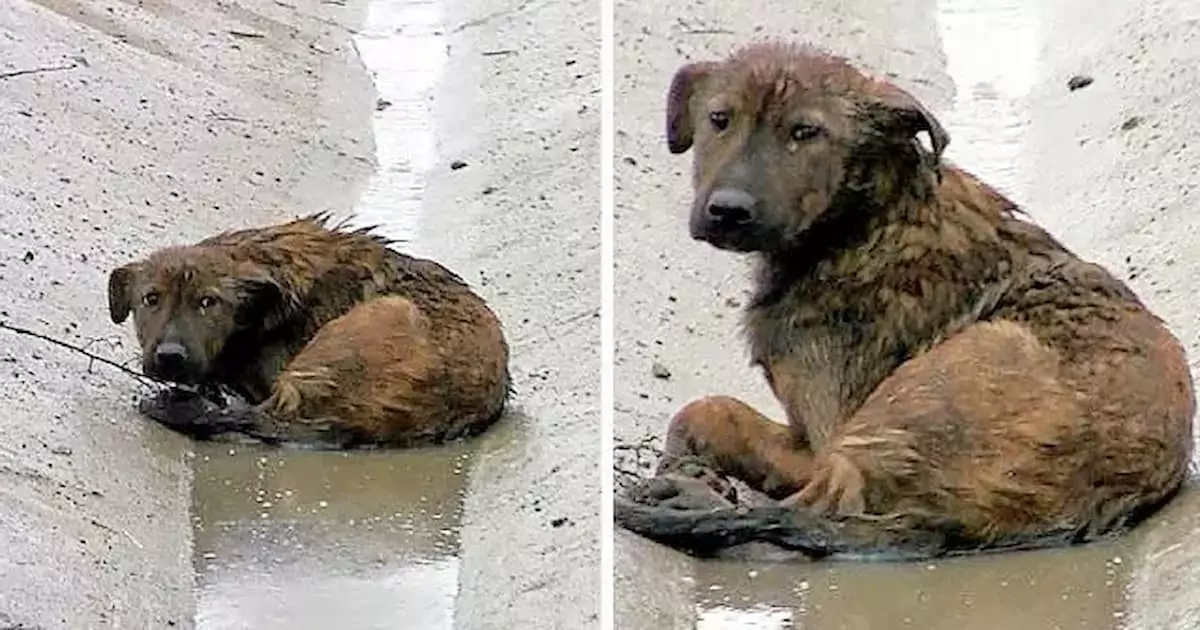 A dog with a broken leg lay helplessly in the middle of the highway, unable to move