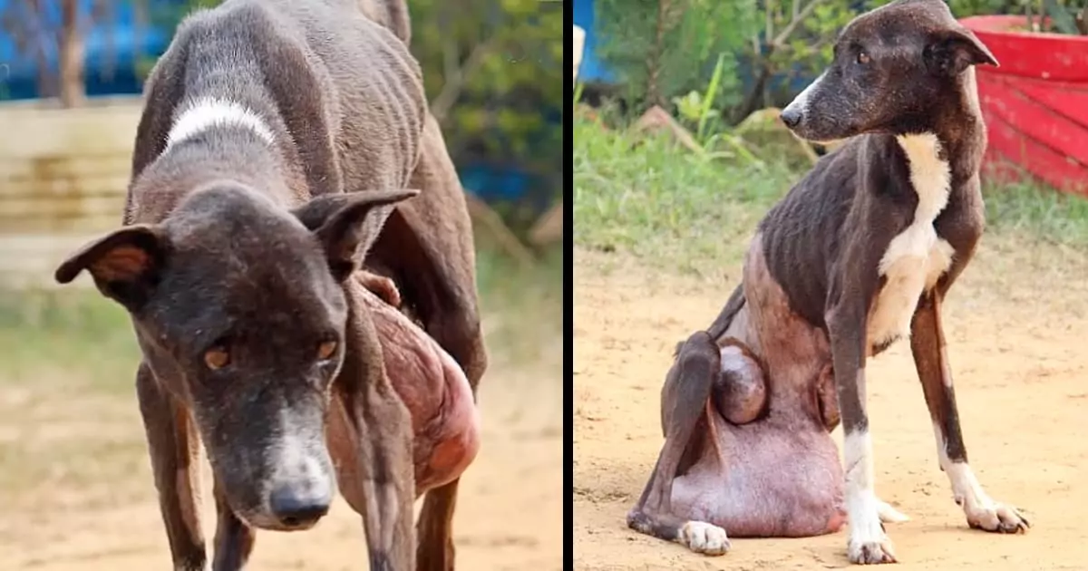 An elderly stray dog wandered the streets for a decade with a painful tumor, suffering in silence and gradually losing hope