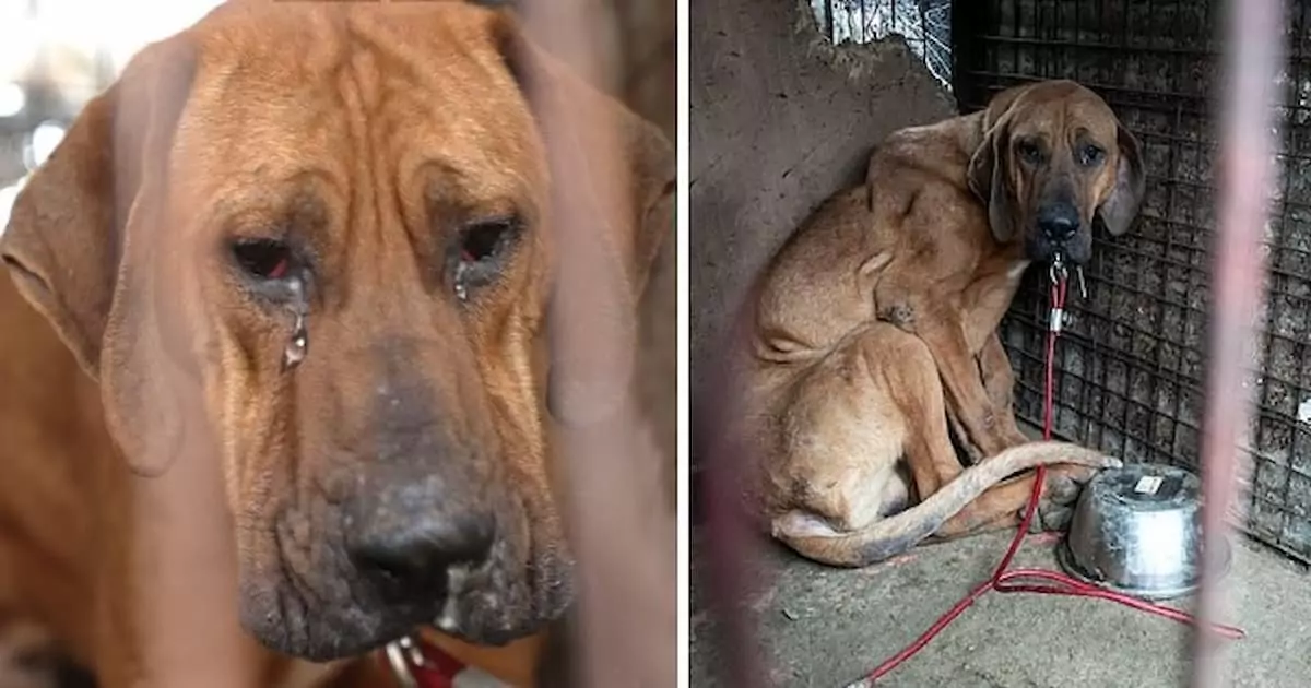 Robin, the last dog rescued from a meat farm, lingered hesitantly in his kennel, the scars of his past a painful reminder of the life he once endured