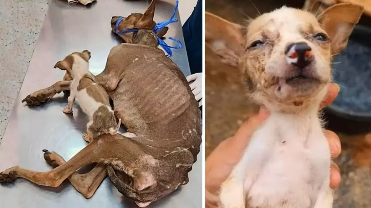 Desperation by the roadside: Weak and tearful, a mother dog pleaded with passersby to save her puppy, but her sincere cries for help were met with cold indifference