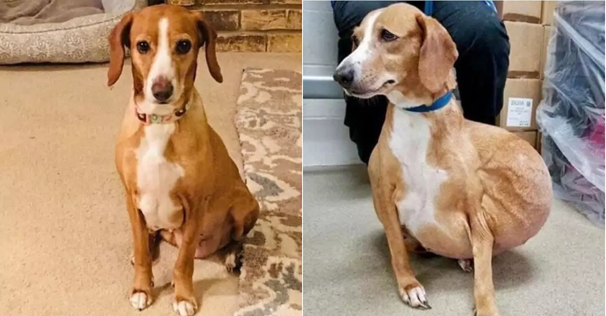 Once abandoned as a hopeless case due to a large tumor, the little dog has now thrived, enjoying a life full of joy and love