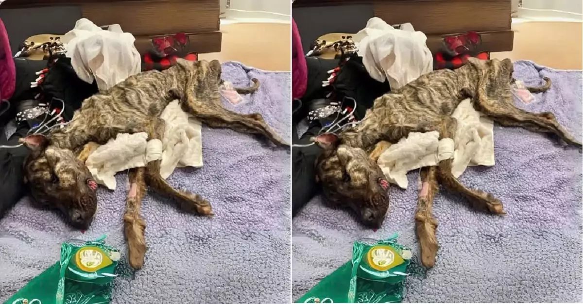 Rescuing a starving dog found in an abandoned house, reduced to skin and bones, the dog is now gradually recovering