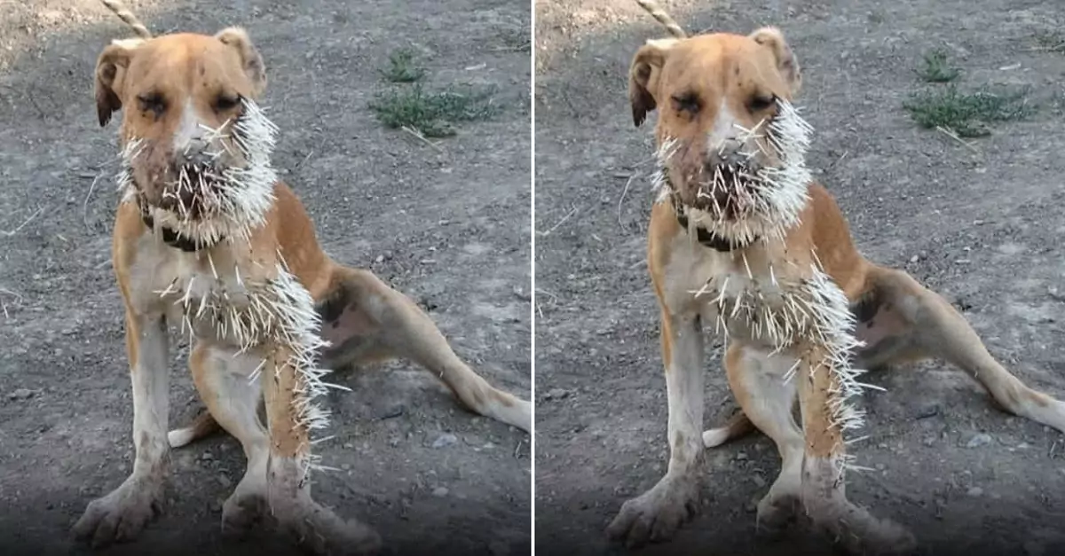 The dog, covered in thorns, is desperately seeking help from passersby