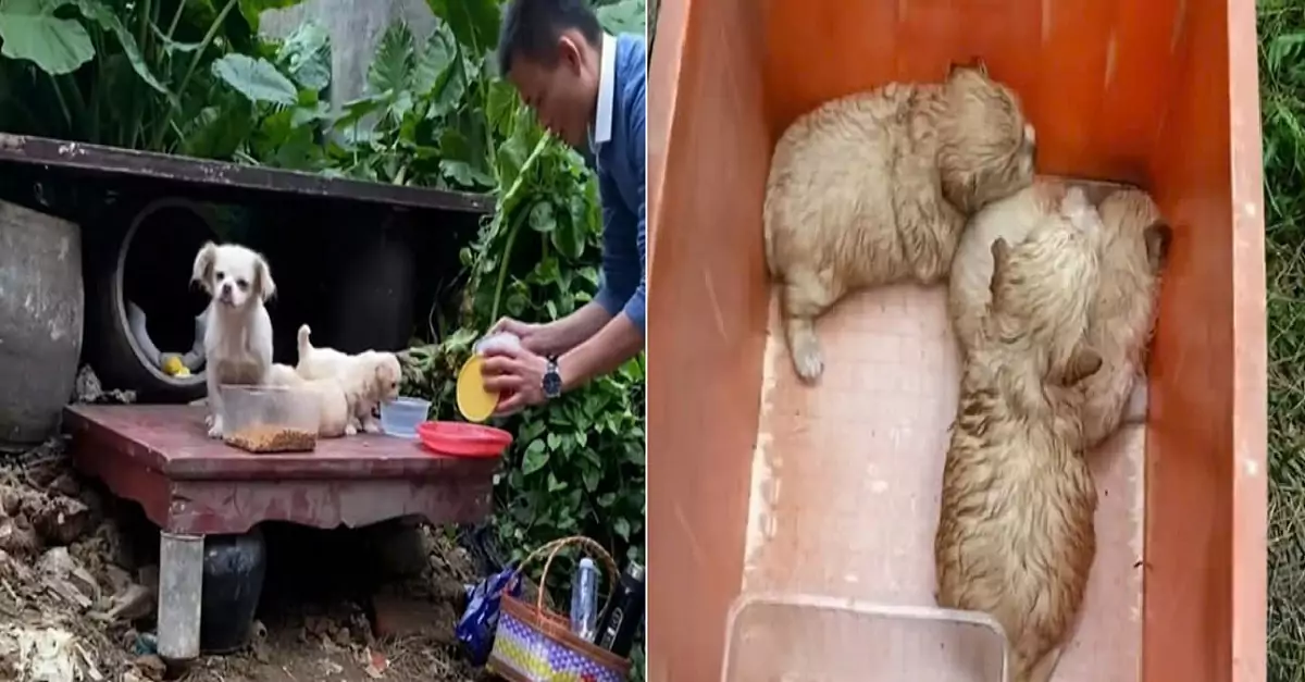 The mother dog, starving and desperate, watched her three pups cry in the rain, trying to keep them warm