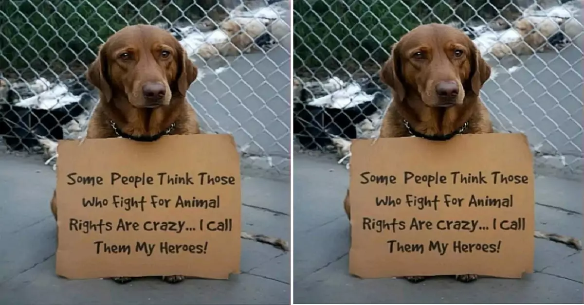 Some people think those who fight for animal rights are crazy..I call them my heroes