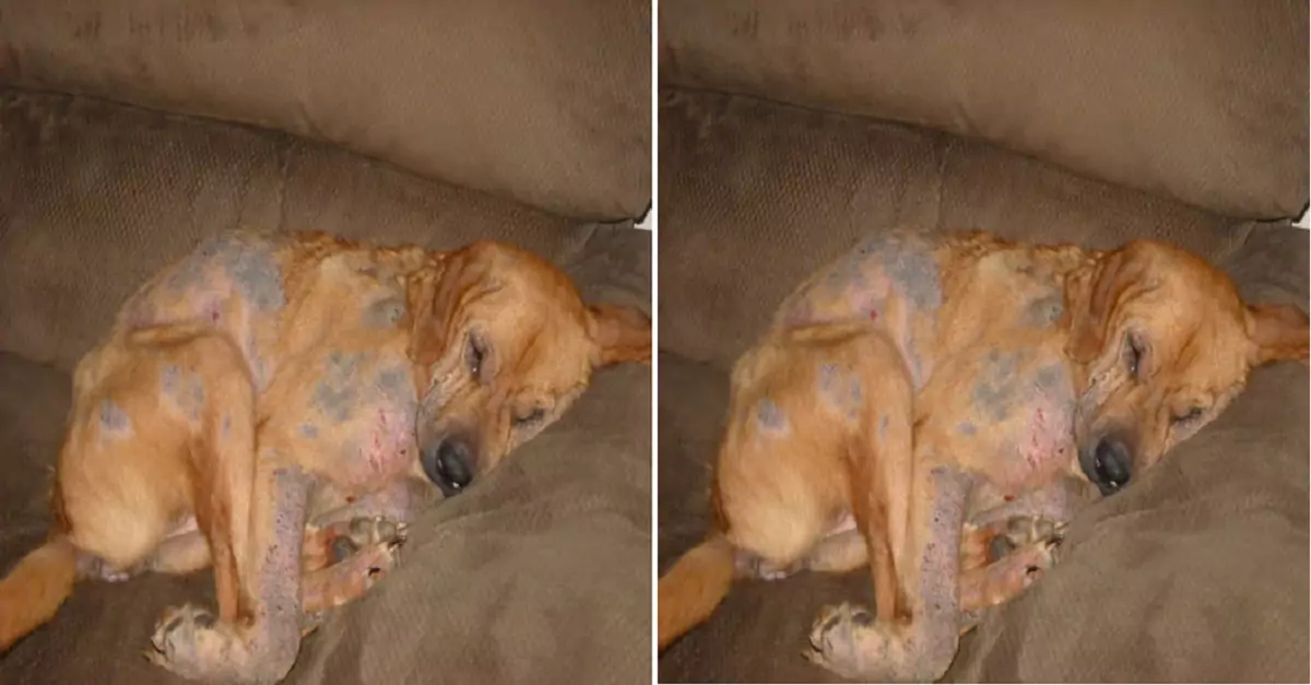 Discovered a dog in the drain with mange and severe skin inflammation, desperately seeking help