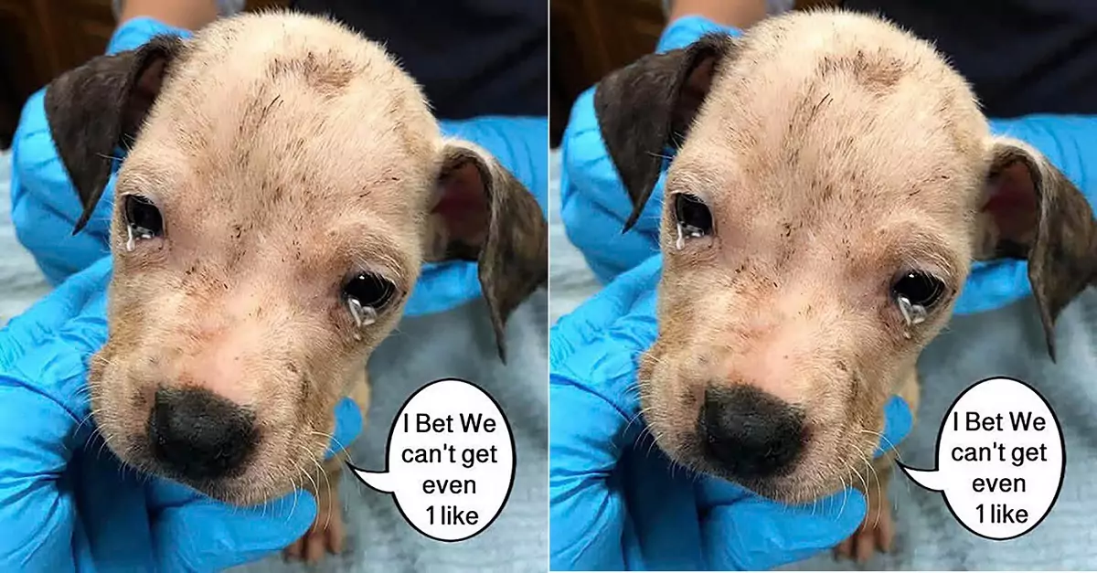 The puppy, buried under rubble, was rescued and is now undergoing rehabilitation