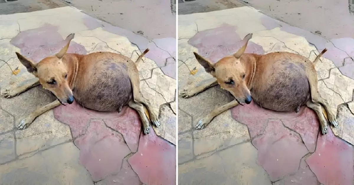 The pregnant dog dragged herself step by step, begging for help for her unborn puppies