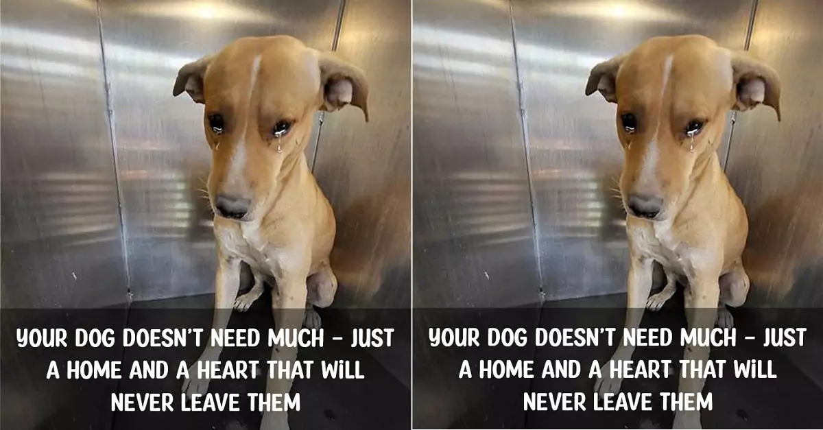 Your dog doesn’t need much – just a home and a heart that will never leave them