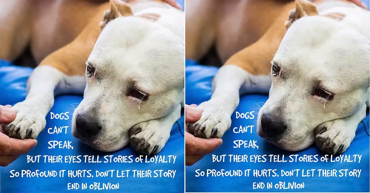 Dogs can’t speak, but their eyes tell stories of loyalty so profound it hurts. Don’t let their story end in oblivion