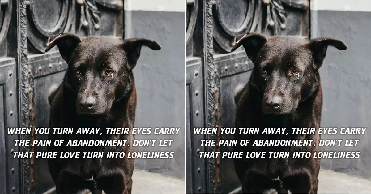 When you turn away, their eyes carry the pain of abandonment. Don’t let that pure love turn into loneliness