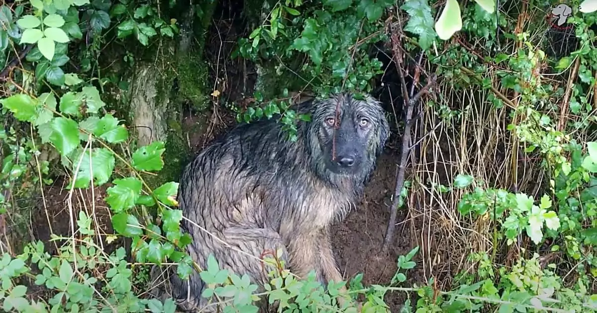 The dog was abandoned in the pouring rain, waiting for a pair of arms to come and rescue him