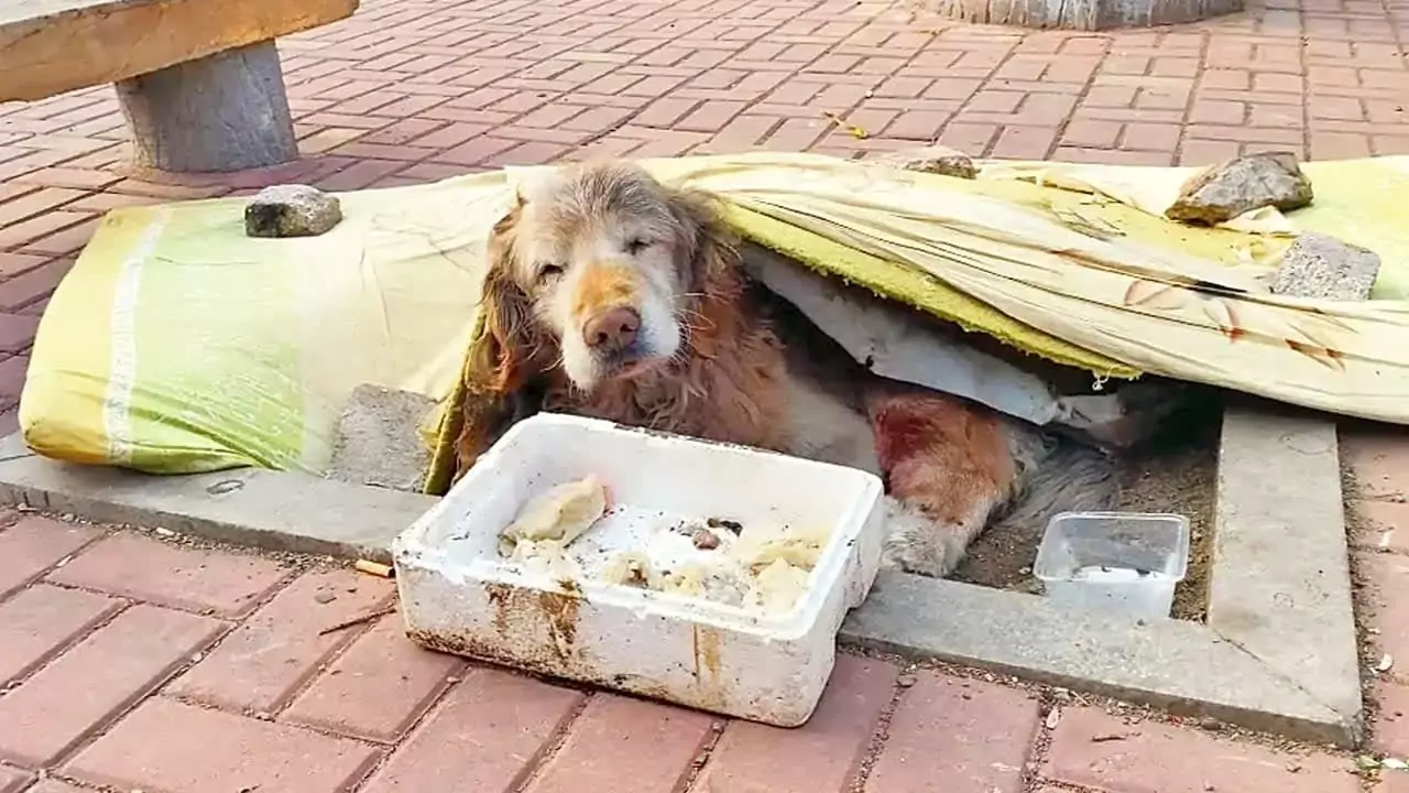 An old dog was abandoned but saved by a kind man, yet sadly, it didn’t receive the miracle it needed and passed away