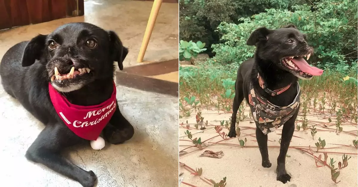 Meet Odin, the dog who lost part of his snout in an accident, yet still found kindness in the owner who adopted him after three years in a shelter