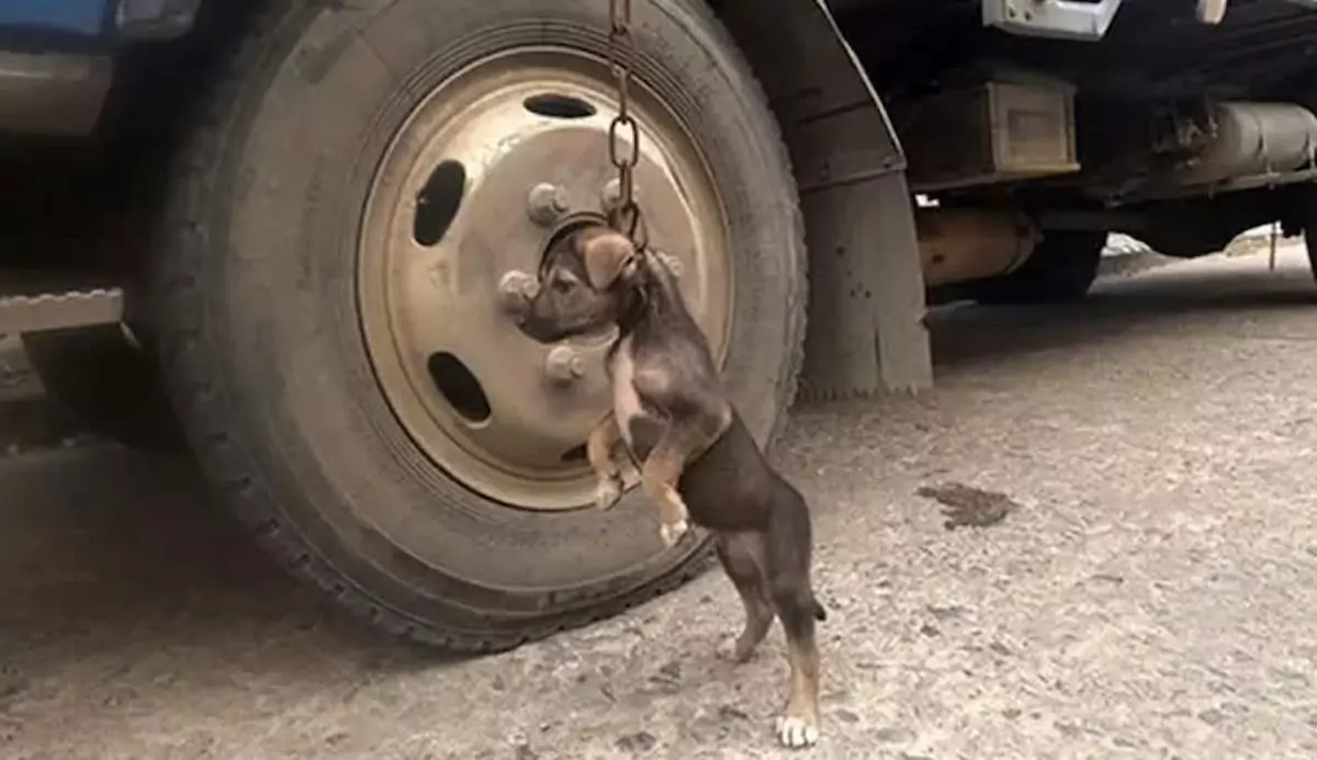 A young pitbull puppy was left all alone in a parking lot, showing signs of distress when rescued, whimpering for comfort and protection