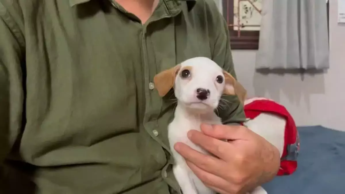 Seeing the abandoned dog shivering next to the torn blanket breaks my heart