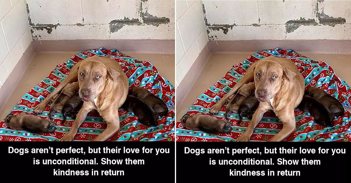 Dogs aren’t perfect, but their love for you is unconditional. Show them kindness in return