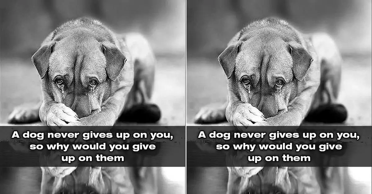 A dog never gives up on you, so why would you give up on them