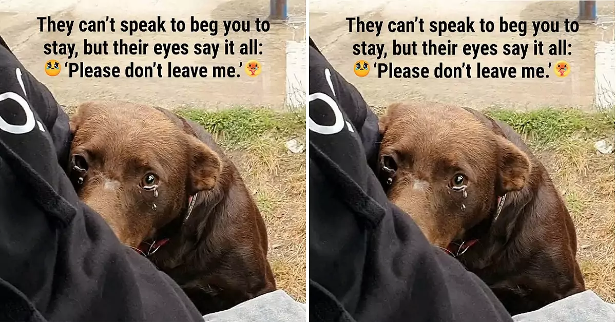 They can’t speak to beg you to stay, but their eyes say it all: ‘Please don’t leave me.’