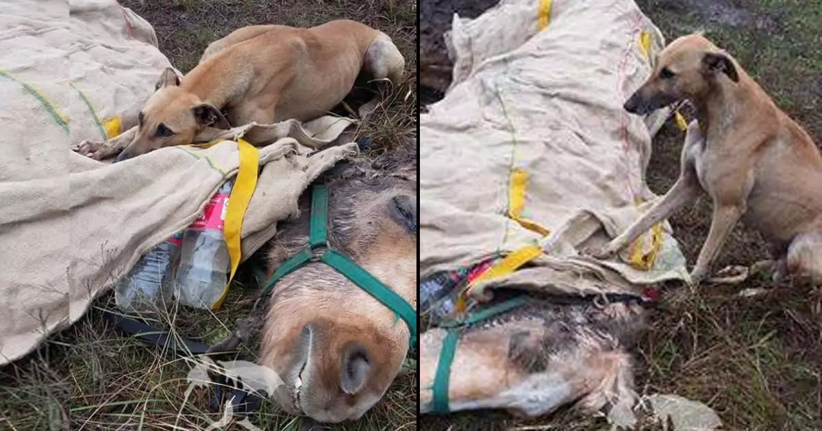 A loyal dog sits beside its horse, cherishing their final moments together