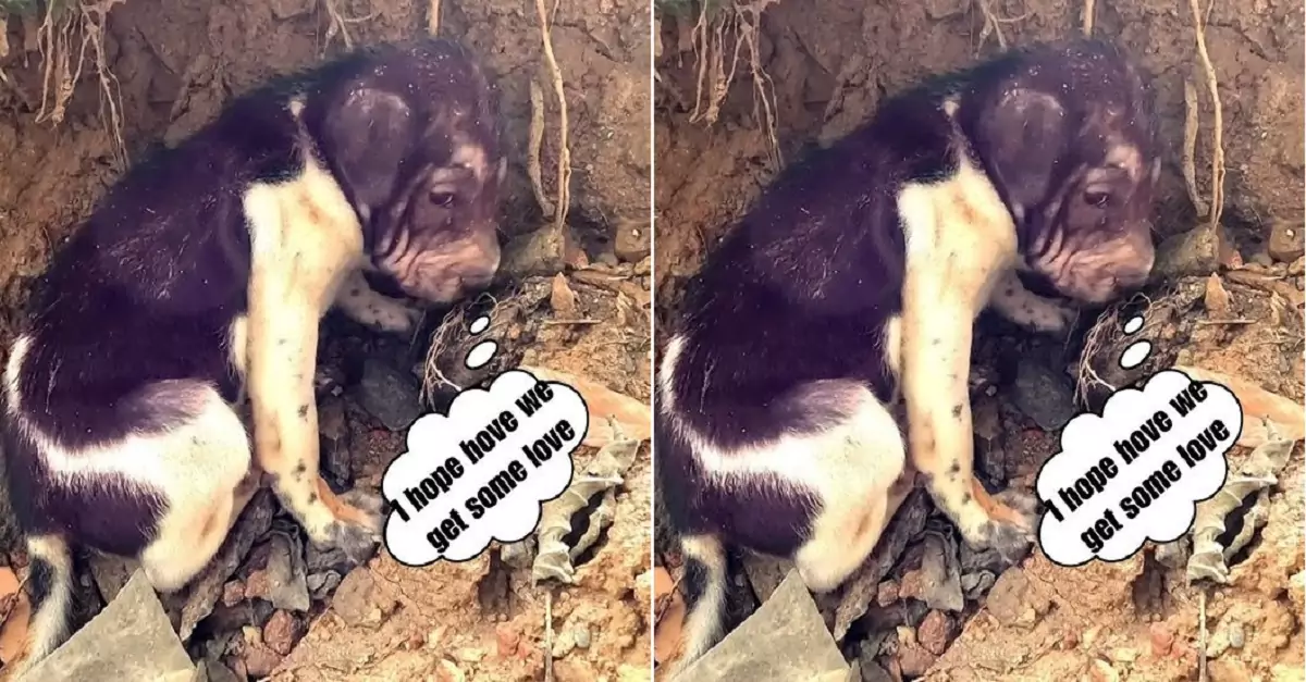 The puppy abandoned on the cliff was lucky to be rescued in time