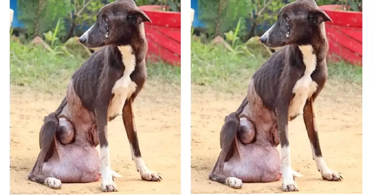 The dog was abandoned by its owner due to a cruel illness, but fortunately, a kind-hearted person adopted it