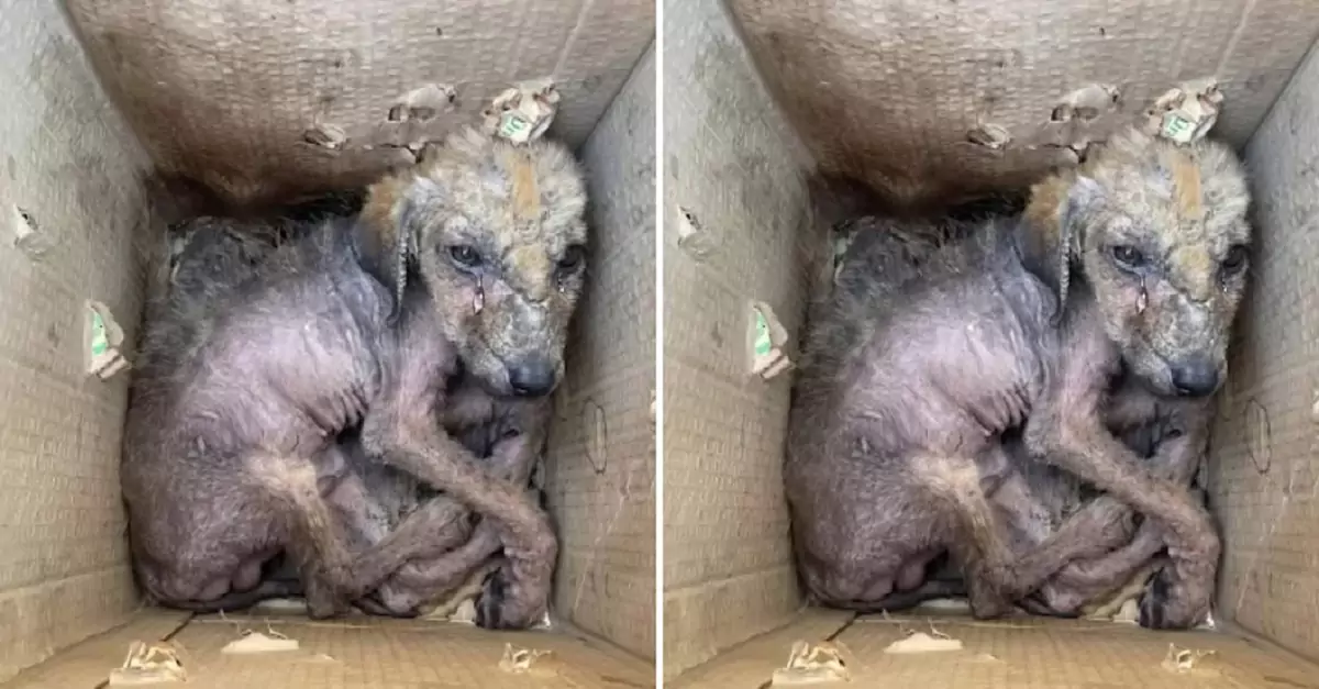 Desolate Abandonment: A Little Orphaned Dog’s Heart-Wrenching Pain in an Unforgiving, Loveless World