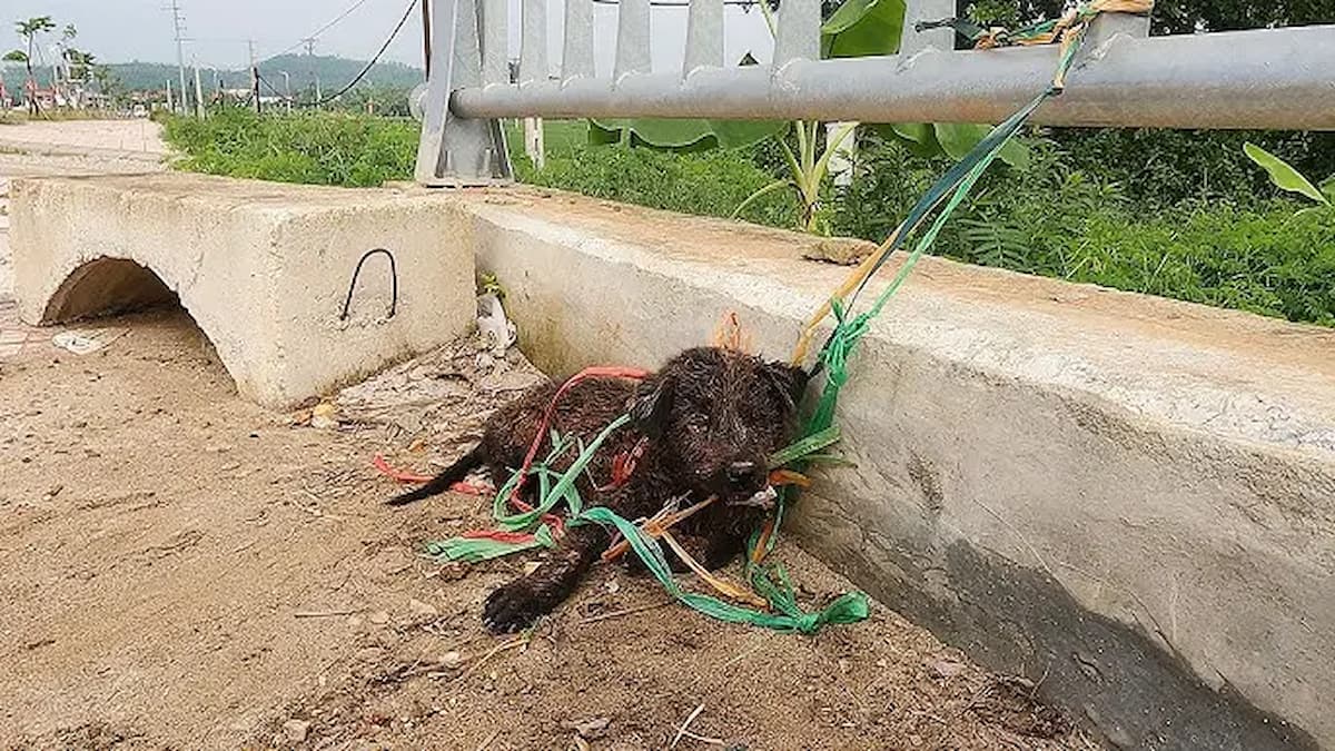 Tied to the bridge, the dog anxiously waits with hope in its eyes, desperately longing to be rescued from its distressing situation