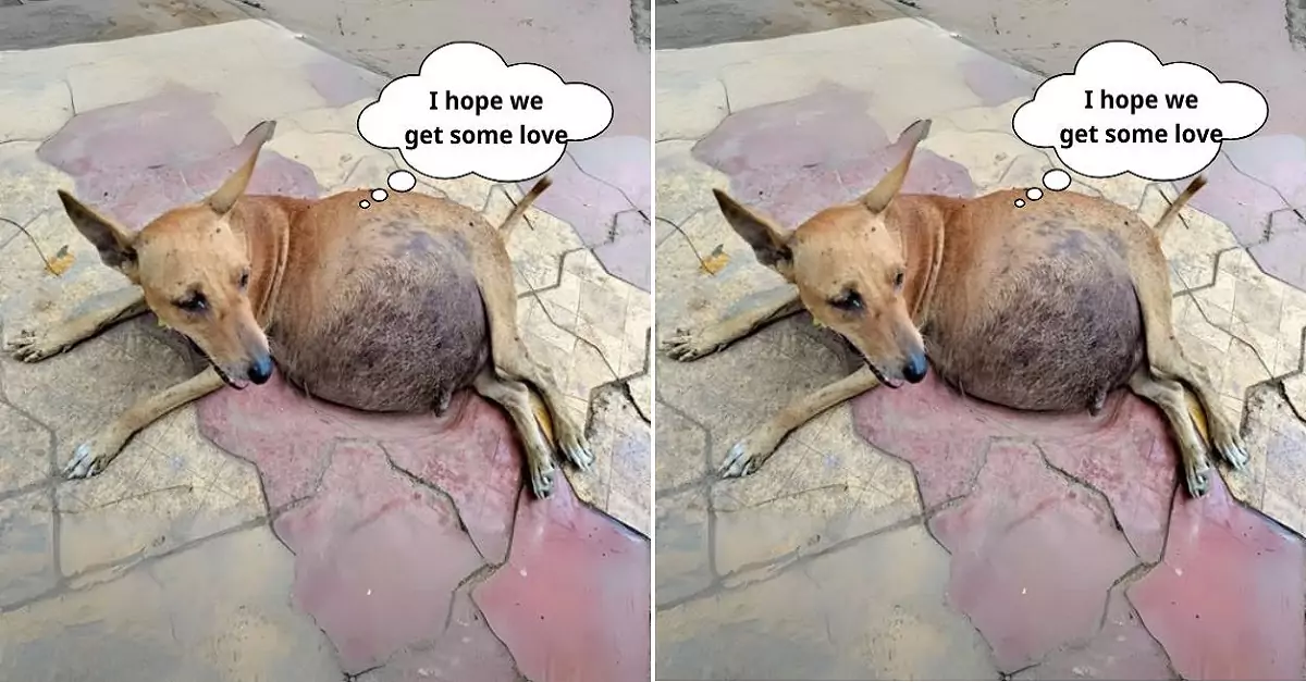 I came across the puppy with a serious tumor dragging itself on the road, begging for help