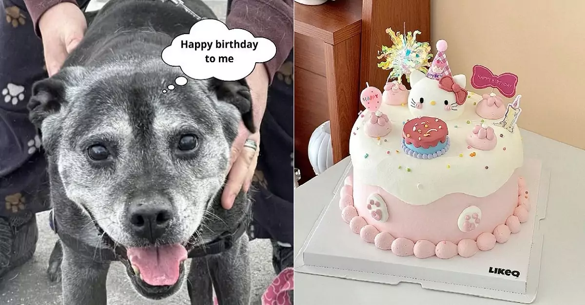 Celebrating my 5th birthday with the happiness of finding a kind-hearted owner