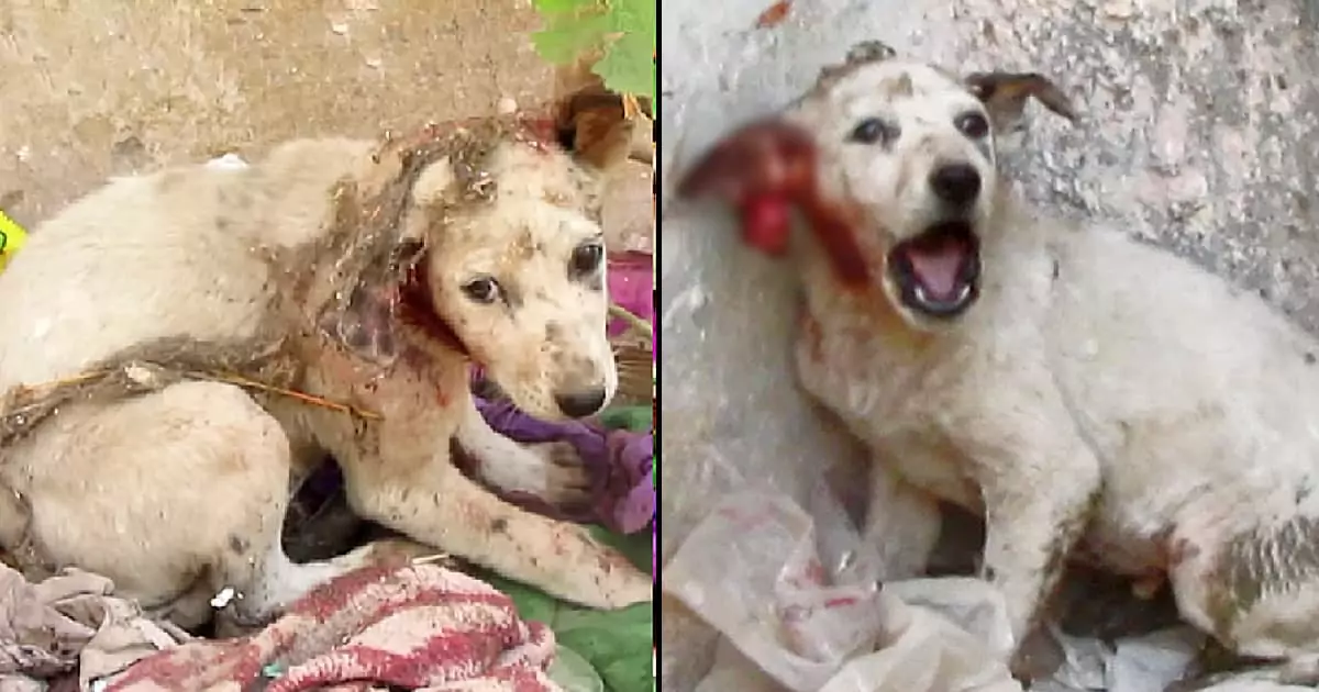 A puppy with a torn ear cried for help until compassionate rescuers arrived