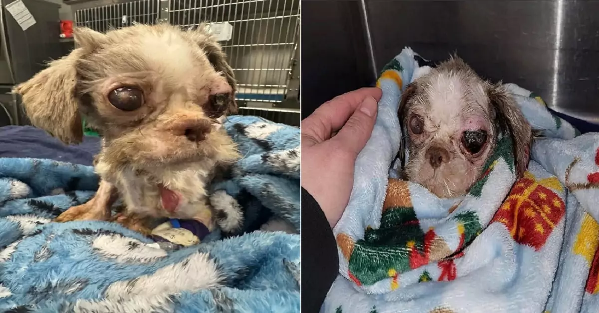 The 5-pound dog, Benson, was rescued. This skinny stray must have spent his entire life in a cage because he can barely walk