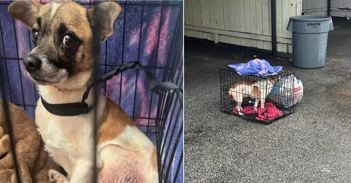 The little dog, who lost part of his tail, was abandoned in a cage, crying out in pain