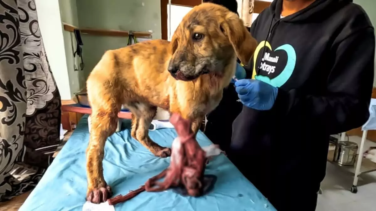 Lucky’s Leap: Puppy survives roadside amputation