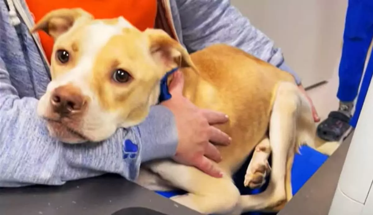 Left Behind in an Empty House, Loyal Dog Waited Months for an Owner Who Never Returned