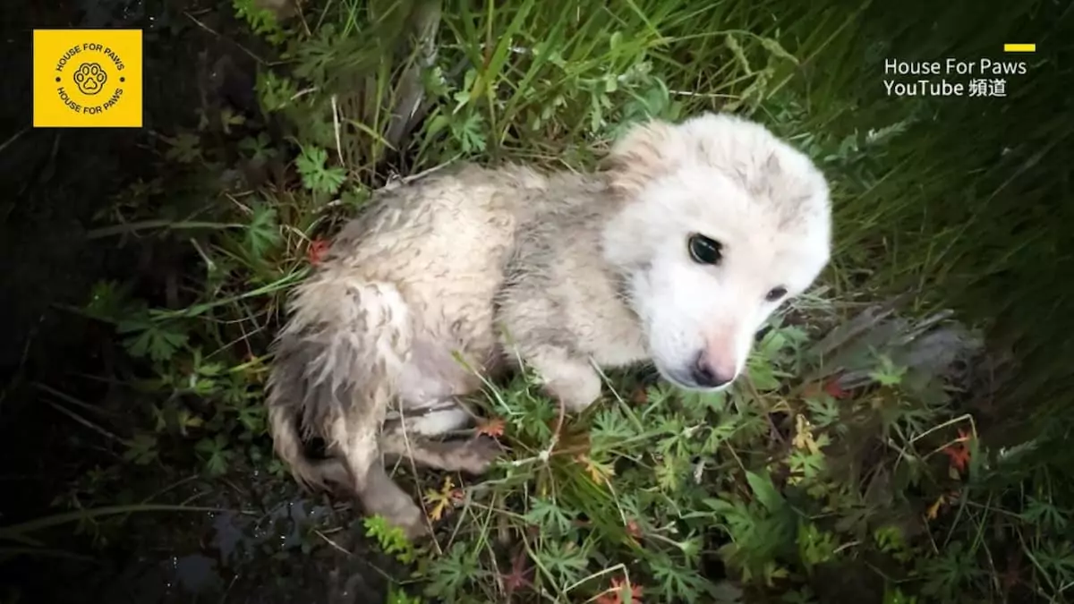 Abandoned and terrified: A puppy’s desperate cries led to an unexpected rescue