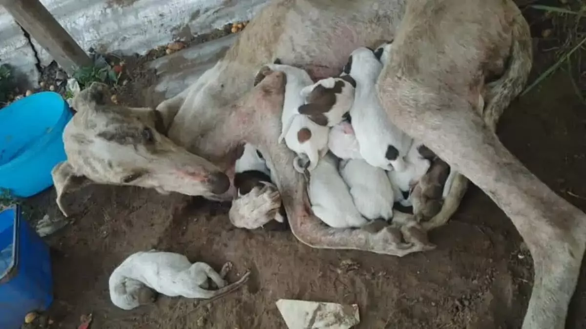 From Heartbreak to Hope: Rescuing Dogs from a Puppy Mill’s Cruelty