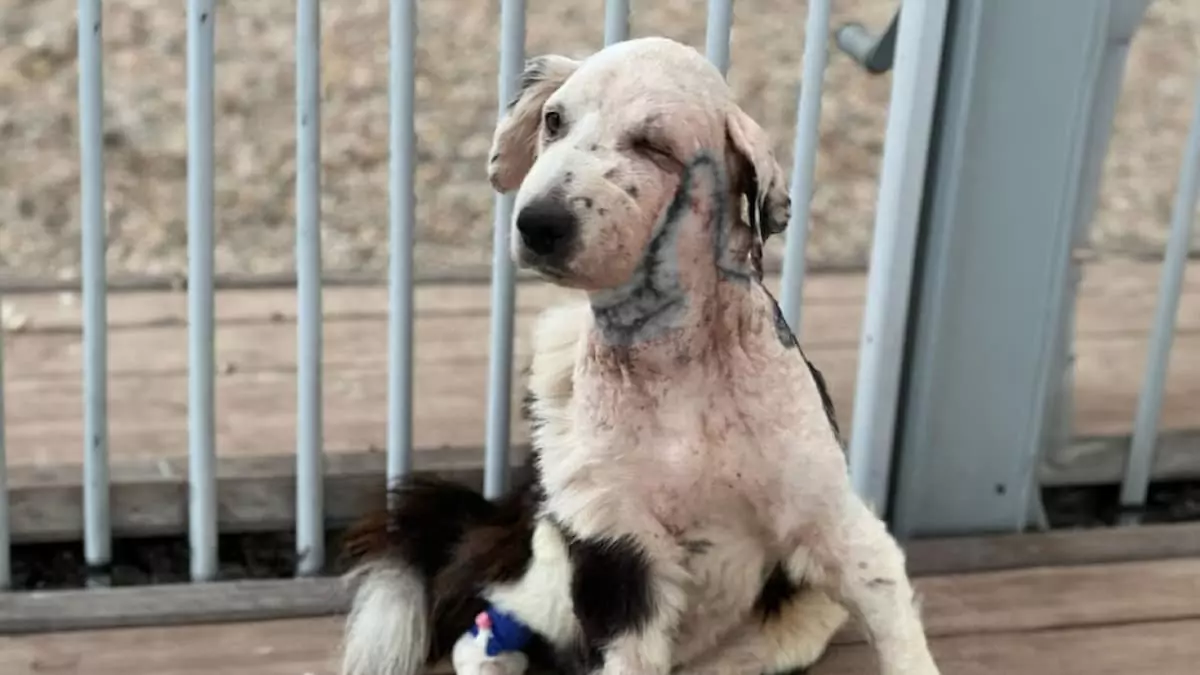A Path from Rejection to Love: Chito’s Road to His Forever Home
