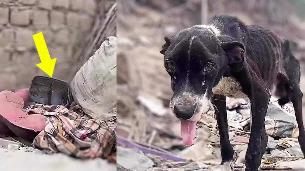 Left behind after 10 years, the dog refused to leave its old bed