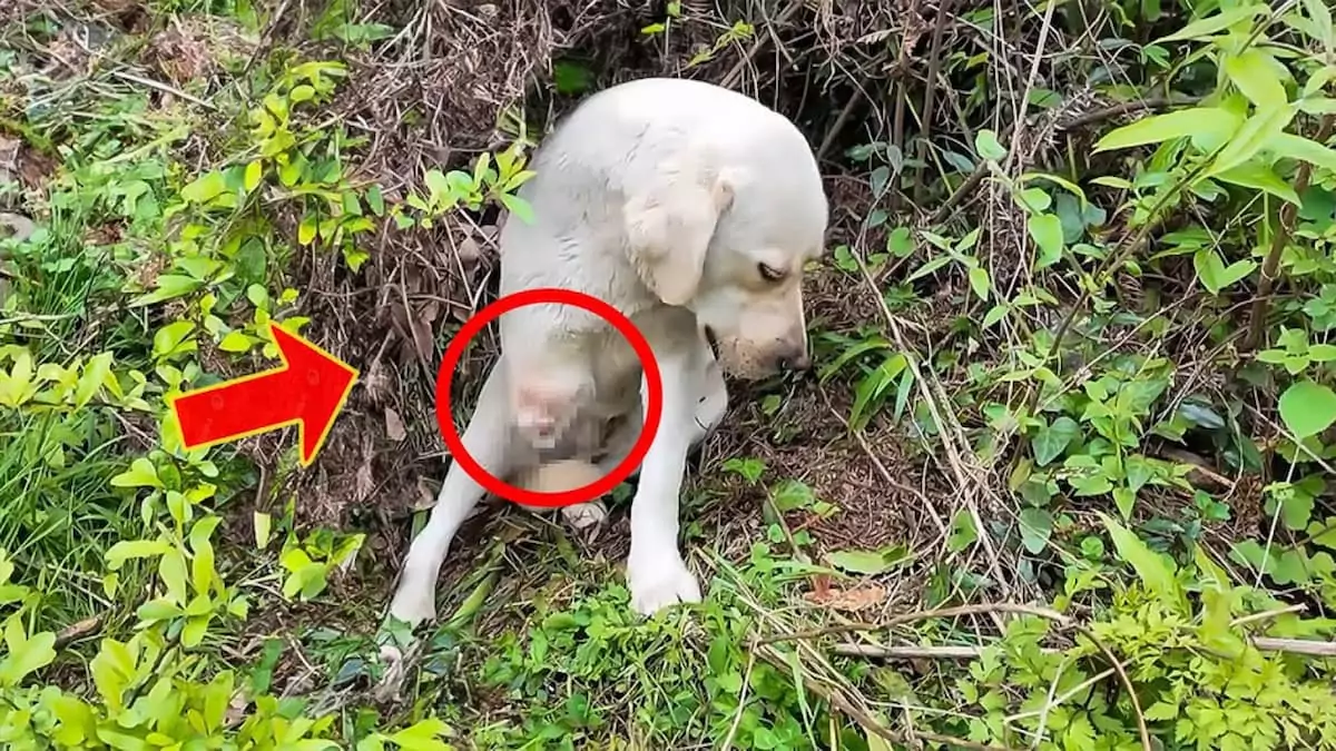Left in the Forest After Losing a Leg, This Dog Found Strength and Love