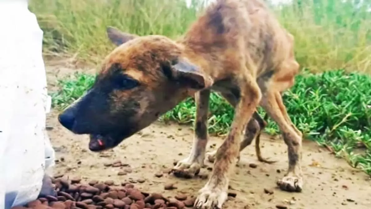 Abandoned and Starving, This Puppy Found Hope Thanks to Compassionate Strangers