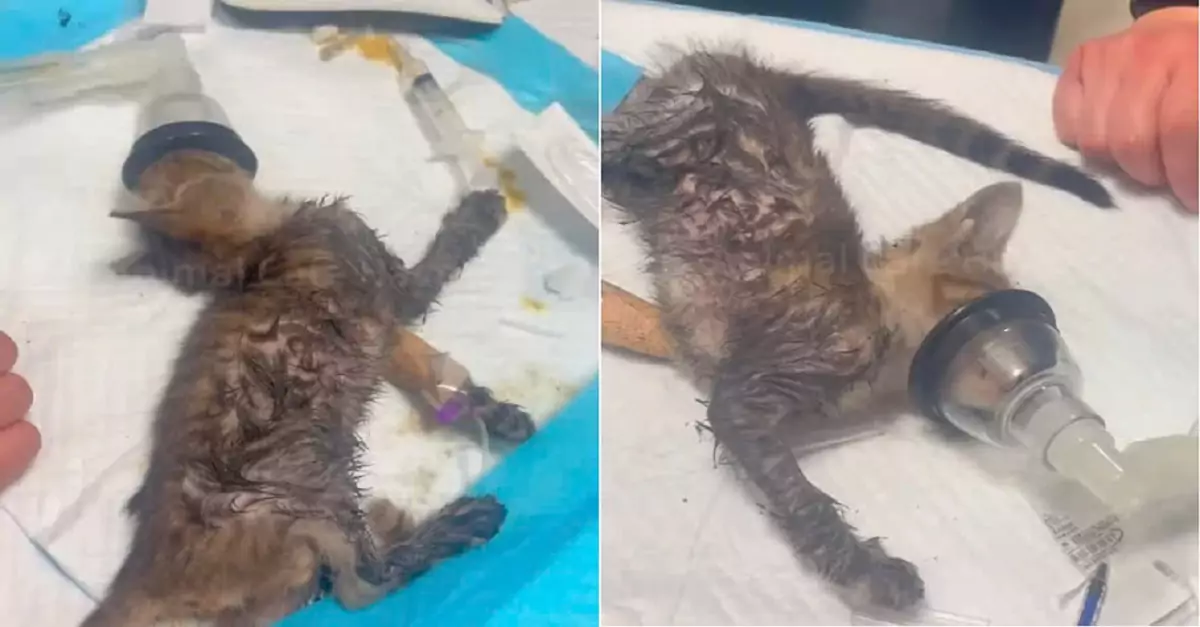 A weak, exhausted kitten was crawling in the street when, thankfully, someone helped it
