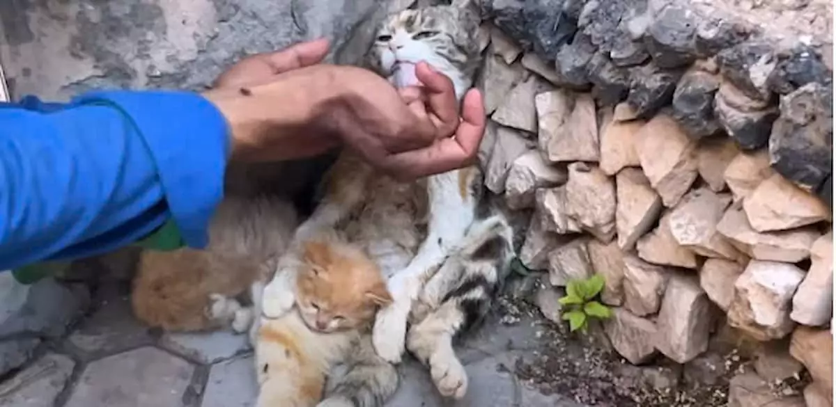 The kitten cuddled its dying mother cat for the last time, but then a miracle unexpectedly arrived