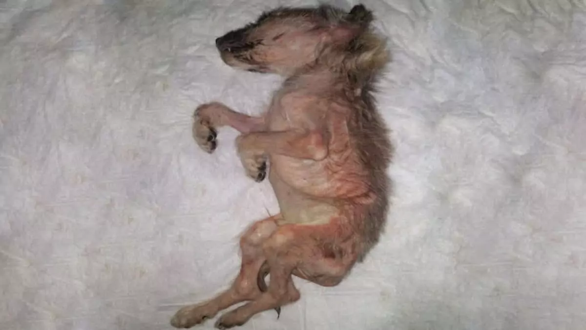 Starved and beaten, this puppy was left to die—but love brought him back