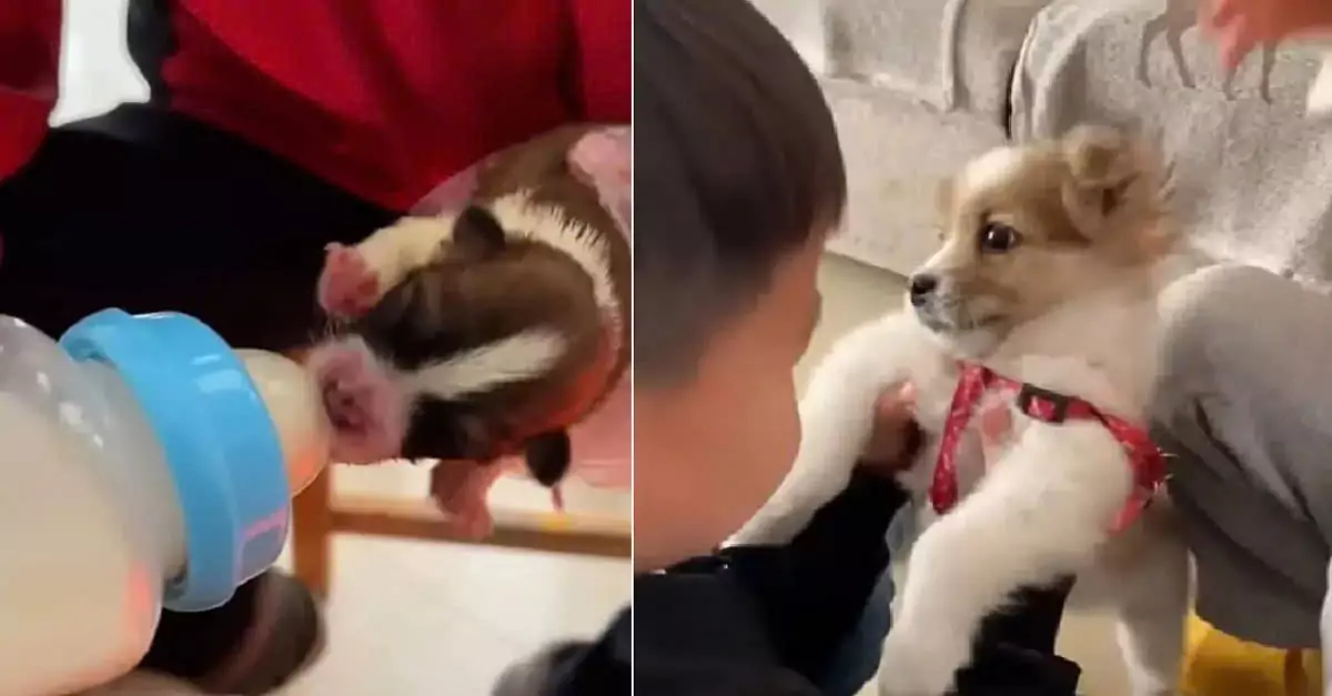 Rescuer Saves Four Newborn Puppies Abandoned in a Forest