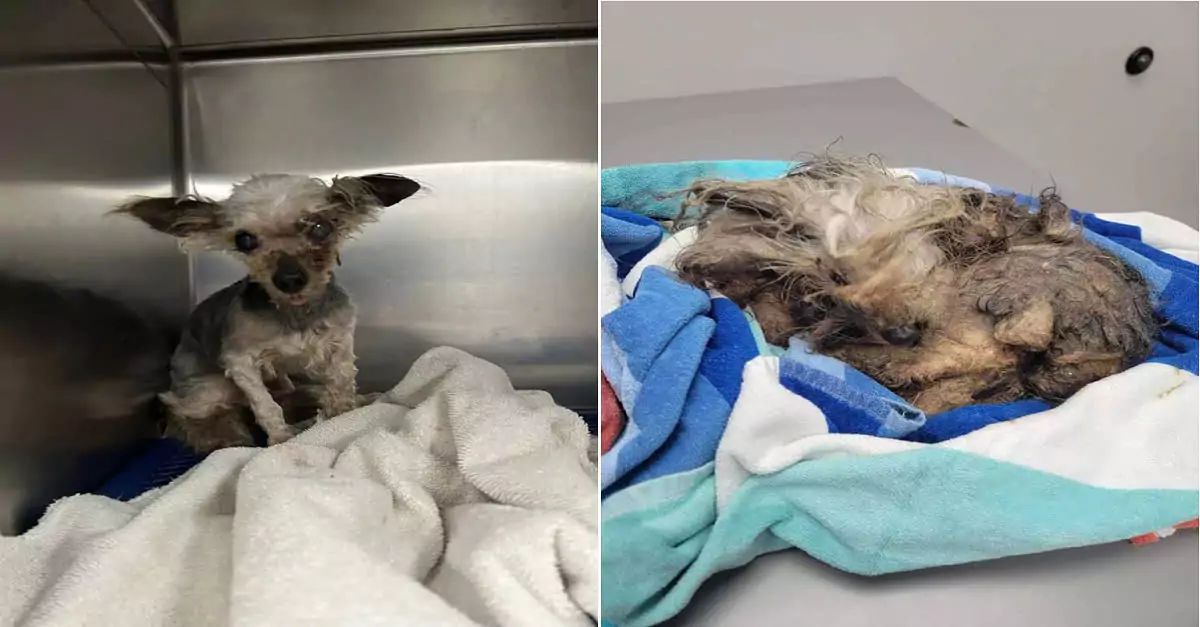 A heartwarming rescue: Dog found in trash transforms into a happy pup