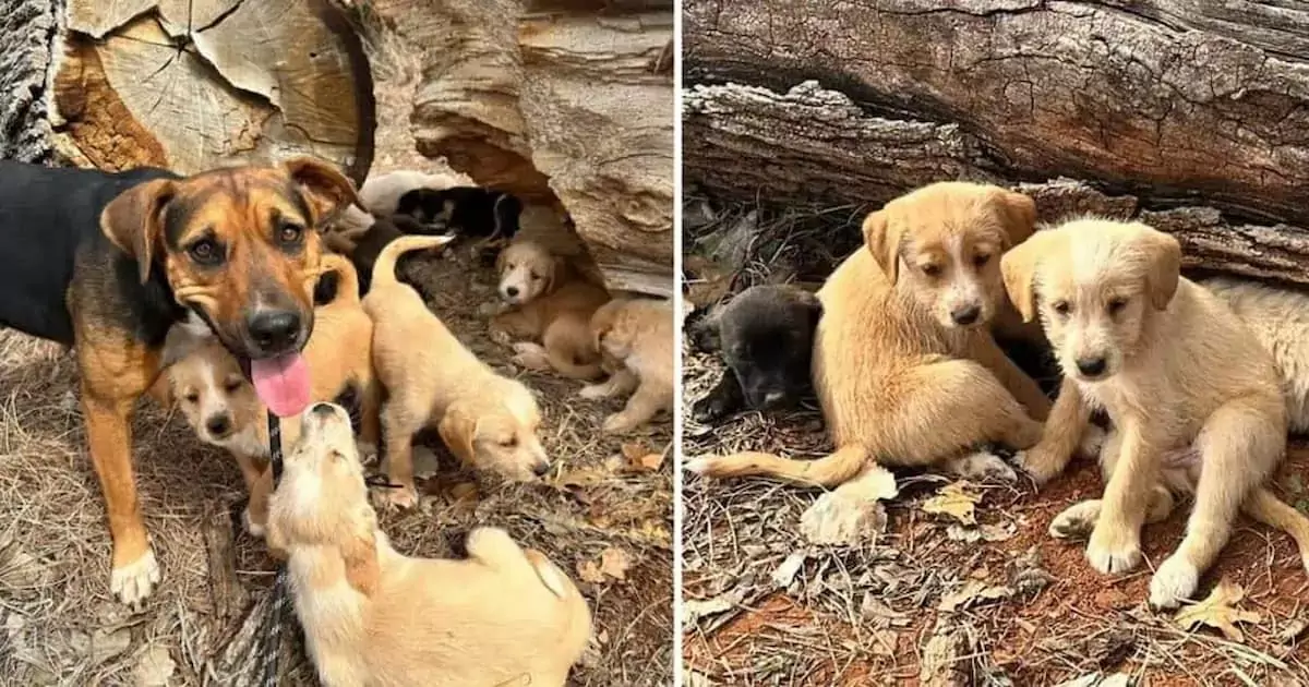 Desperate Plea: Lost mother dog seeking help with 16 adorable puppies!