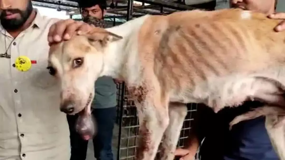 The Incredible Resilience of Canines: The Astonishing Survival of a Struggling Dog and the Unbreakable Hope of Fragile Puppies