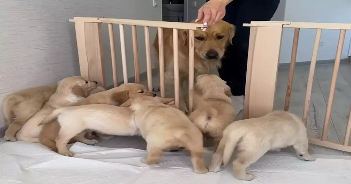 A Golden Retriever’s dad meets his newborn puppies for the first time, creating a heart-melting moment that captured the hearts of 3.8 million viewers